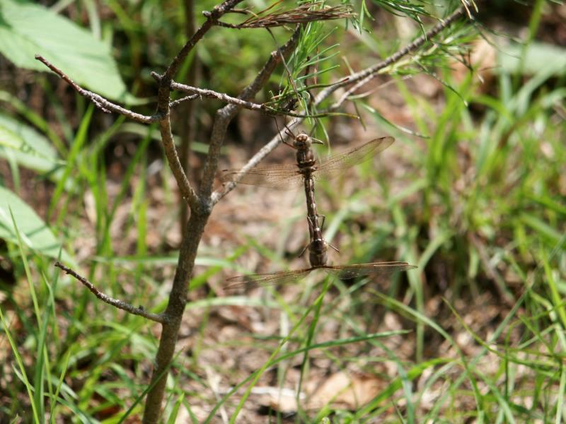 pict2355.jpg