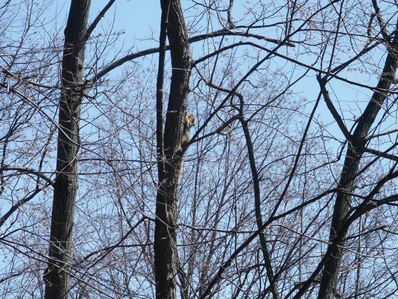 This ropeless little squirrel climbs better than we do