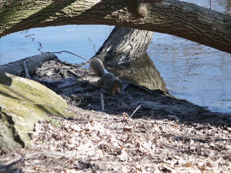 Here's that squirrel again