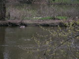 Geese
