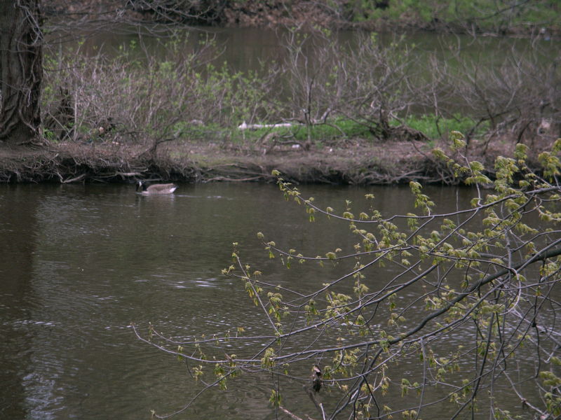 Geese