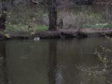 Geese
