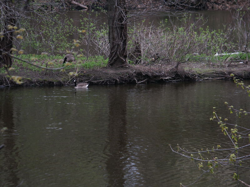 Geese