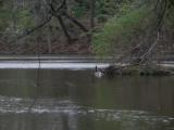 Goose