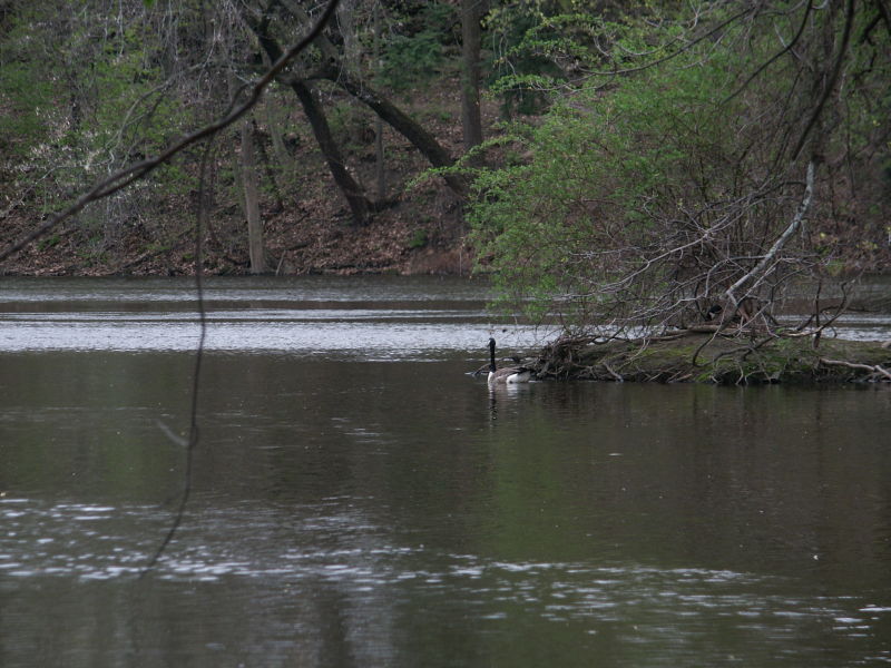 Goose