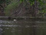 Goose