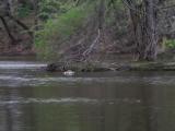 Goose