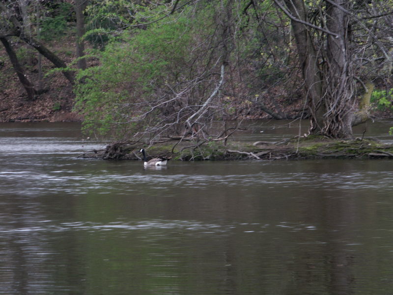 Goose