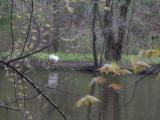 Goose