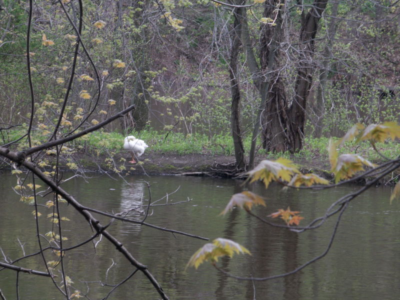 Goose