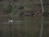 Goose