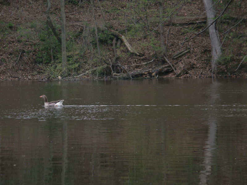 Goose