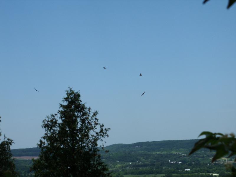 Falcons