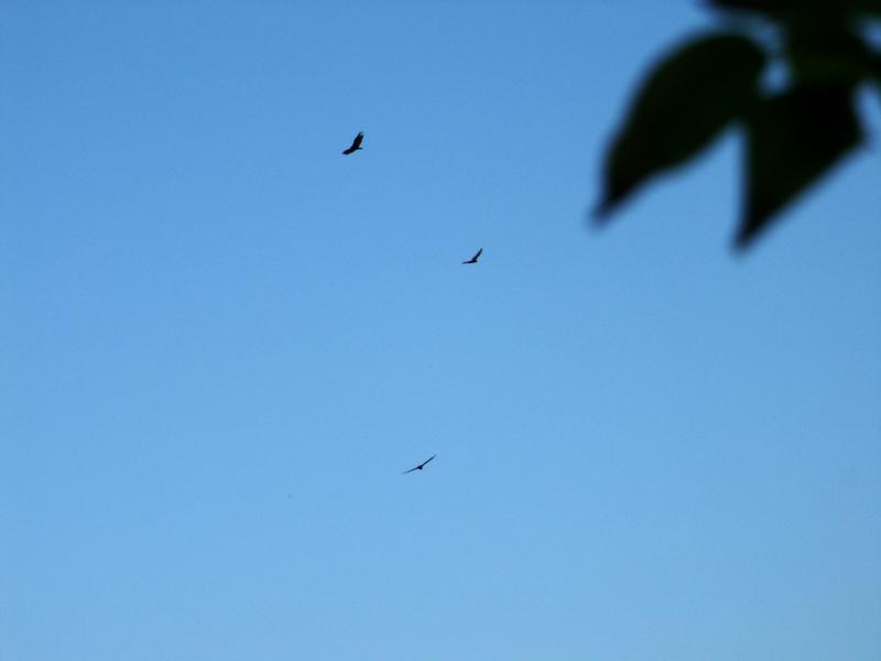 Falcons