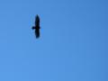 Falcon