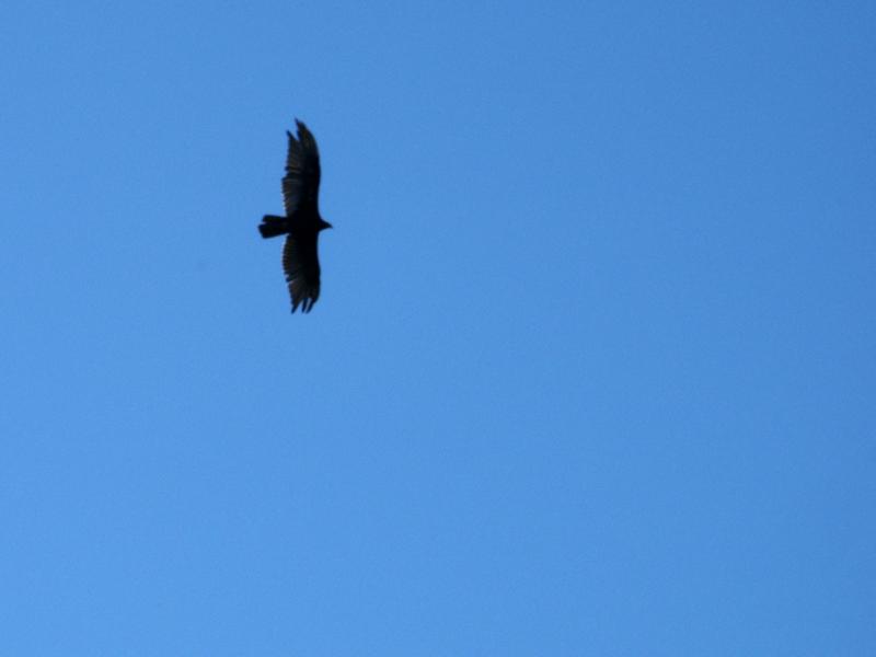 Falcon
