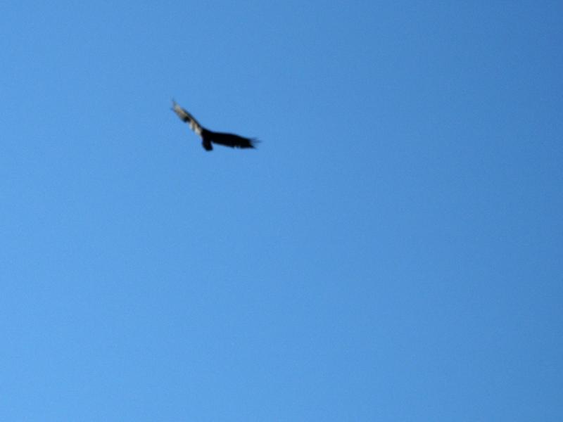 Falcon