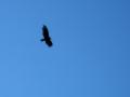Falcon