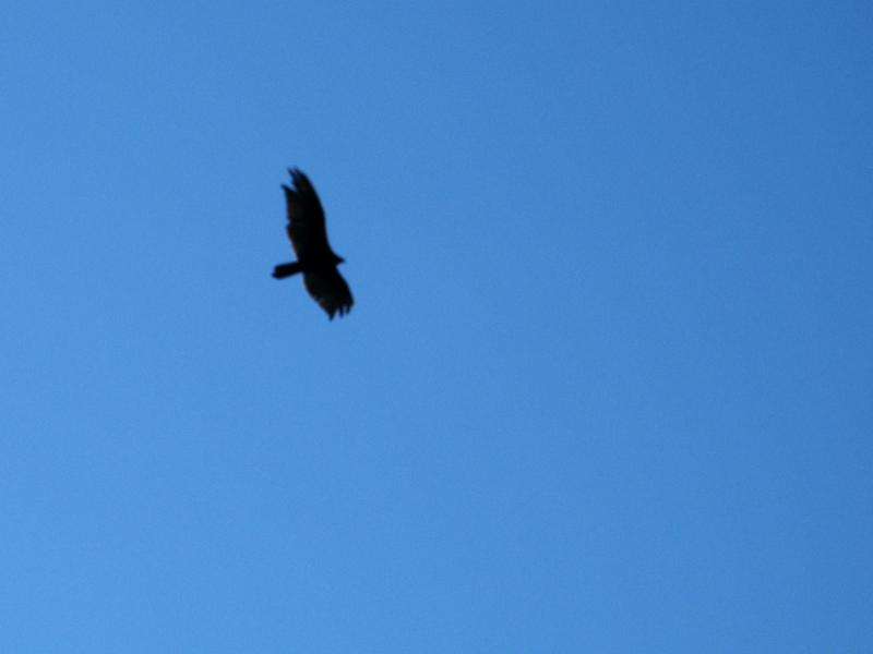 Falcon
