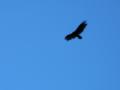 Falcon