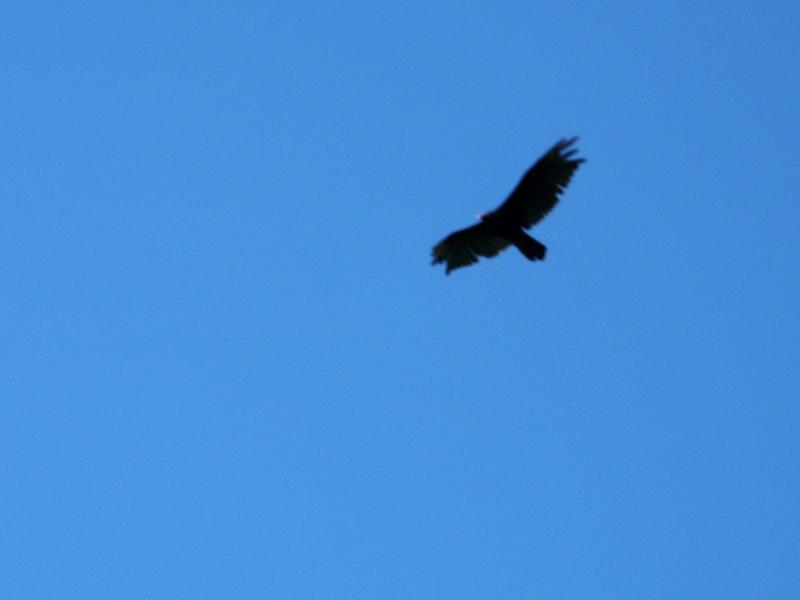 Falcon