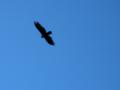 Falcon
