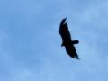 Falcon
