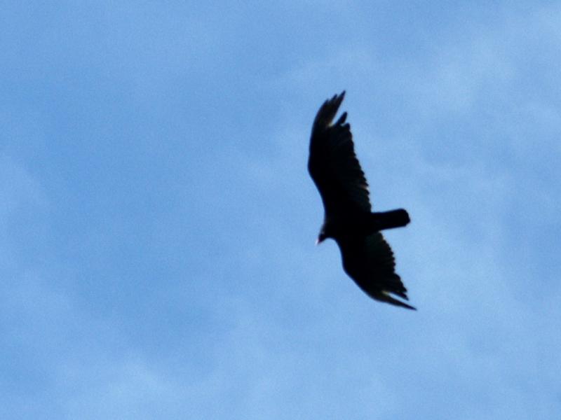 Falcon