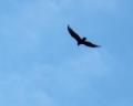 Falcon