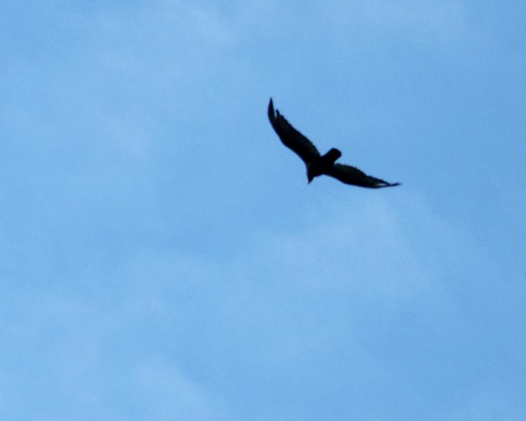 Falcon