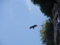 Falcon