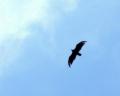 Falcon
