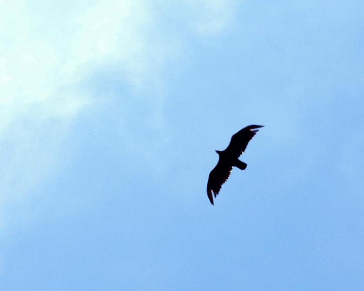 Falcon