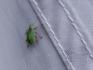 Bug on Tent
