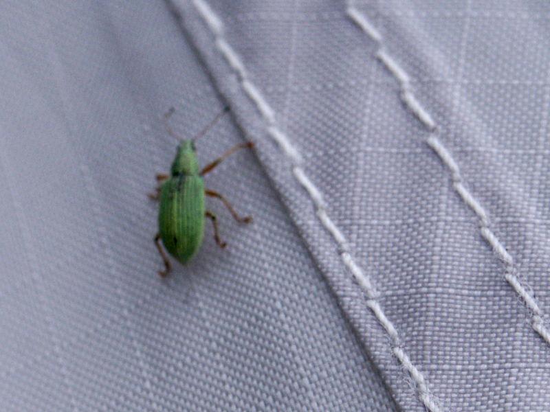 Bug on Tent