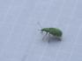 Bug on Tent