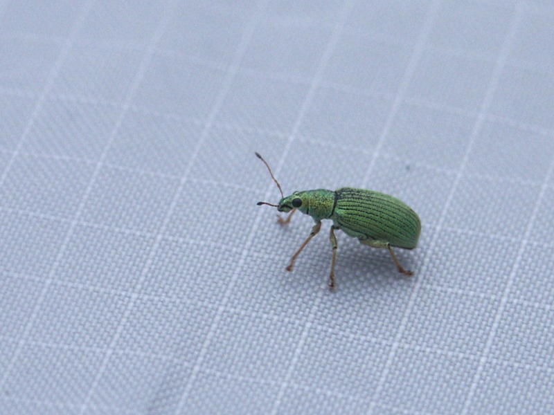 Bug on Tent