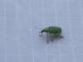 Bug on Tent