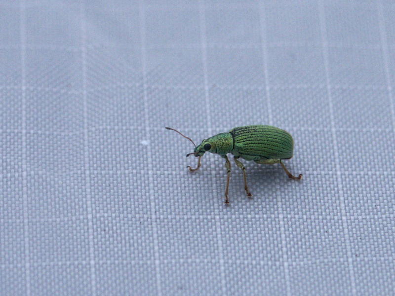 Bug on Tent