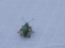 Bug on Tent