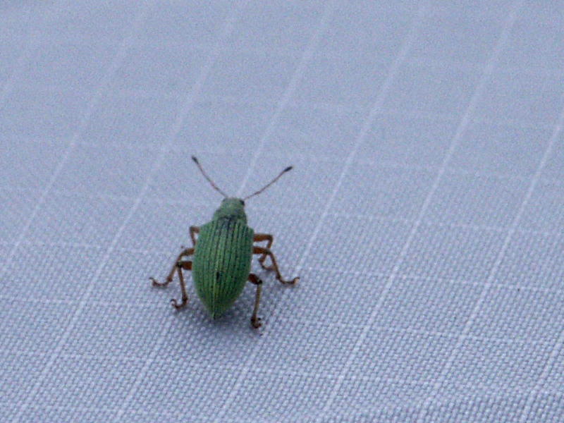 Bug on Tent