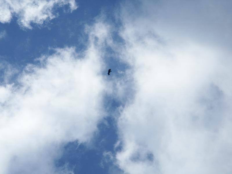 Falcon