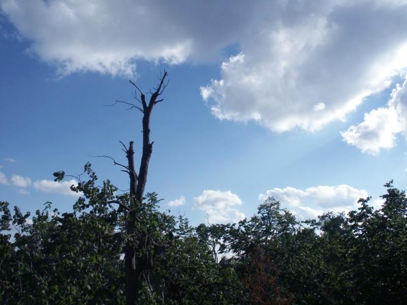 Trees