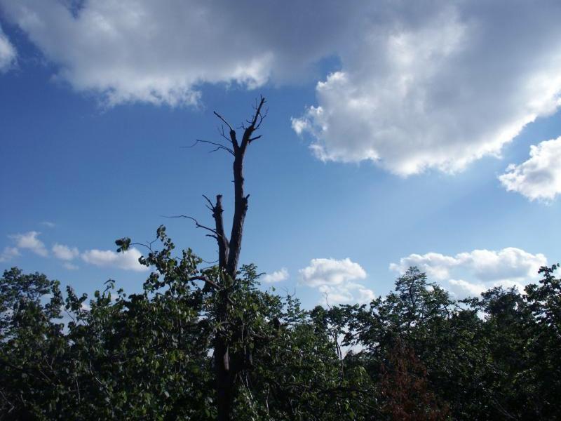 Trees