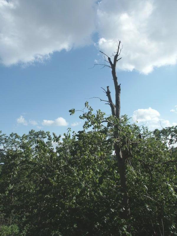 Trees