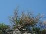 Tree on cliff