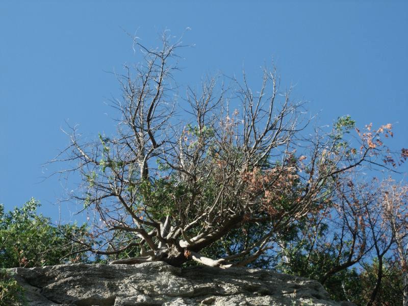 Tree on cliff