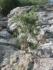 Tree on cliff