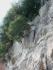 Tree on cliff