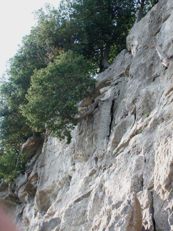 Tree on cliff